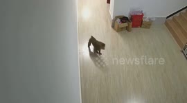 Cheeky wild monkey causes havoc inside fire station in China