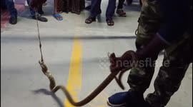 Baby squirrel rescued alive out of cobra's STOMACH during capture in India
