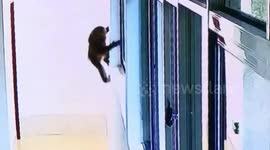 Chinese firefighters catch stray pig-tailed macaque during surprise home visit