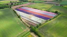 Bumper crop of dazzling confetti fields in Worcestershire with flowers shooting up more than 7ft tall