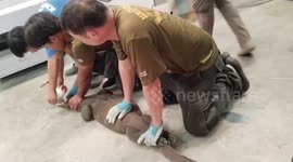 Aggressive wild monitor lizard attacks factory in Thailand