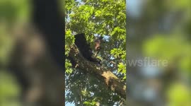 Huge tranquilised bear falls from tree after terrorizing neighbourhood and stealing steak from BBQ