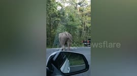 Moody elephant charges at parked motorcycle and suddenly makes turn after changing its mind