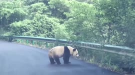 Motorists encounter wild panda on mountain road in China