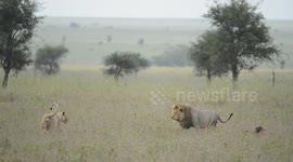 male lion and female playing
