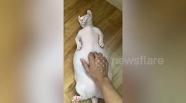 Chubby sphynx cat enjoys tummy scratches from owner