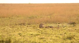 Three cheetah playing
