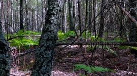 4к. A wild, dense pine forest in the Ukraine. Fallen dry branches and trees lie on the forest floor.
