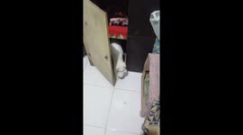 Motherly cat takes kitten on a house adventure, returns it safely to siblings