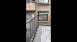 Playful pursuit: Sasuke the dog's hilarious chase with a clever crow