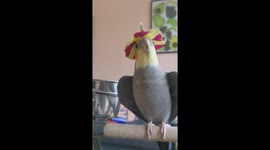 Cockatiel Wears Flower Hat And Sings Teapot Song