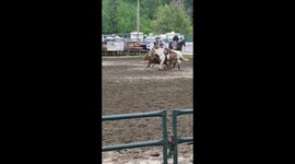 Cow Somersaults At Steer Wrestling Rodeo