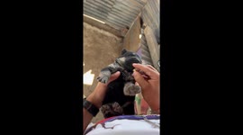 Puppy Spits Out Dewormer