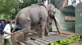 Thai elephant prepares for return home from Sri Lanka for medical treatment