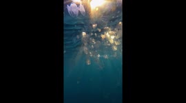 Comb Jellies Sparkle In Sunbeams