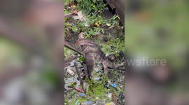 Two monitor lizards stand on hind legs while hugging in duel in drain