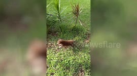 Small puppy terrorises chickens in owner's backyard