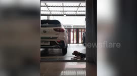 Silly pet Beagle walks back and forth in front of door on hind legs