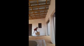 Chicken Chases Screaming Woman