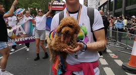 Cute rainbow-clad dogs win hearts at London Pride march