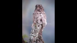 Potoo Bird Family Camouflage With Tree