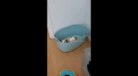 Greebles In The Laundry Basket