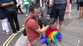 Racing dog has its Pride wings attached with crowds celebrating Pride 2023 on Piccadilly