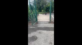 Tyson the Staffy Loves Sticks