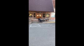 Pony-Pulled Cart Blunder