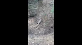 10 feet long cobra rescued from ditch by forest department in Mandsaur