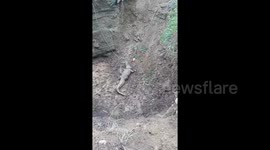 Forest department officials rescue 10-Foot crocodile in Tumdi Village, Madhya Pradesh