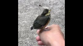 Mama Bird Feeds Her Chick While Perched on Hand