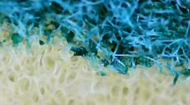 Microscopic close-up view of double-face sponge. Paris, France. 2 july 2023