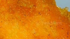 Microscopic close-up view. Doritos red hot chilli pepper crisps. Paris, France. 2 july 2023