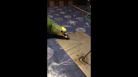Genius makes Rube Goldberg machine to feed his parrot