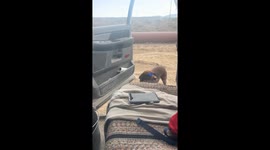 Doggo Knows How to Act Cool