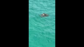 Sea Turtles Mating