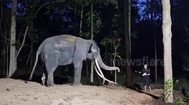 Ailing elephant Sak Surin recovers following return to Thailand from abusive Sri Lankan temple
