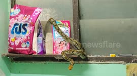 Terrified family find python and cobra in home on the same day