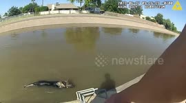 Police use homemade pumpkin muffin to coax stranded German Shepherd from canal in Arizona