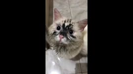 White cat returns home with face covered in sewage water