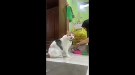 Playful cat takes matters into its own paws: a hot meal hilarity in Yogyakarta