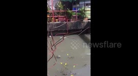 Brave schoolgirl's heroic act: rescuing a drowning cat from the river