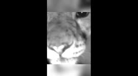 Snow leopards make frequent appearances in northwestern China