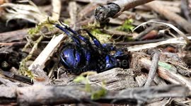 Microscopic close-up view of dead insect (Trypocopris vernalis (Geotrupe)) in a wood of Paris suburb. Bois d'Arcy, France. 3 july 2023.