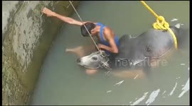 Cow fell into 70 feet deep well rescued by animal welfare organization in Shahdol 1/3