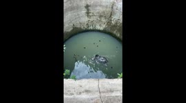 Cow fell into 70 feet deep well rescued by animal welfare organization in Shahdol 2/3