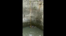 Cow fell into 70 feet deep well rescued by animal welfare organization in Shahdol 3/3