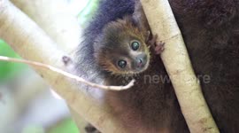 Adorable lemur born at Spanish zoo of Bioparc Valencia, Spain