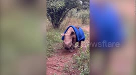 Orphaned baby rhino goes on a walk with keepers after being rescued from the wild